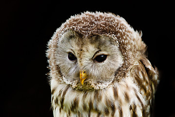 Image showing portrait Ural Owl, Strix uralensis, a nightbird 