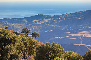 Image showing Olive-gardens over the sea