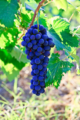 Image showing Blue grape bunch