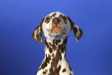 Image showing Dalmation