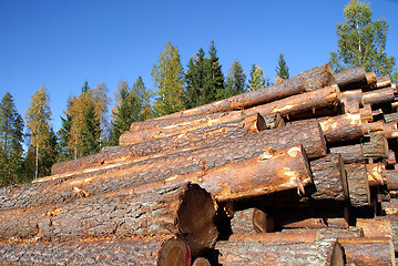 Image showing Pine Timber Logs Stacked in Autumn Forest