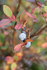 Image showing Bog Bilberry in Autumn