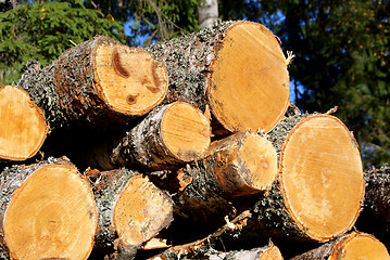 Image showing Birch Wood Logs