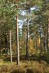 Image showing Autumn Pine Forest