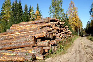 Image showing Pine Timber Logs by Rural Road in Autumn