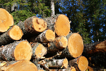 Image showing Stack of Birch Timber in Forest