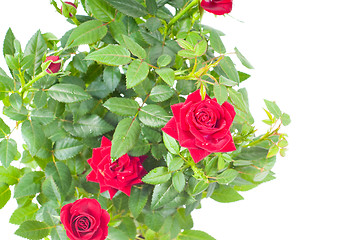 Image showing Roses