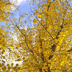 Image showing golden leafs