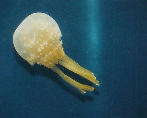 Image showing Octopussy