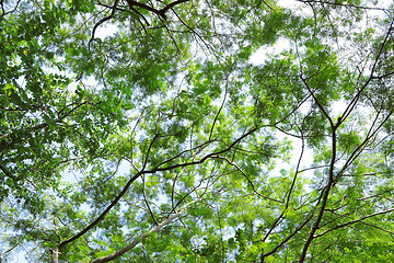 Image showing Tree canopy