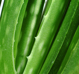 Image showing aloe vera