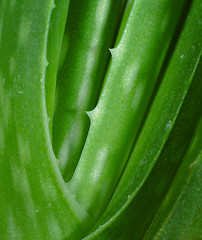 Image showing aloe vera