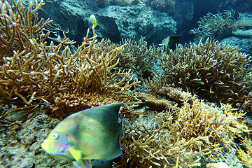 Image showing coral colony