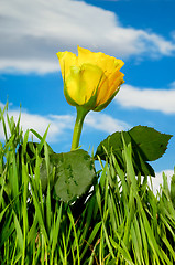 Image showing Yellow rose and clouds
