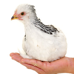 Image showing Chicken in hand