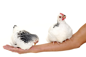 Image showing Chickens sitting on arm