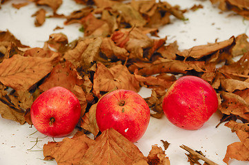 Image showing Red apples