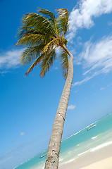 Image showing Caribbean beach with palm and white sand 