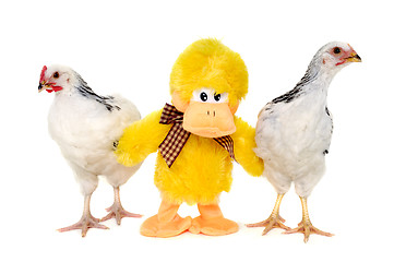 Image showing Chickens and toy duck