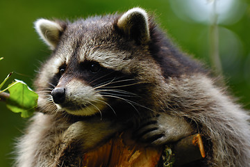 Image showing Sad raccoon