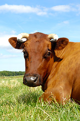 Image showing Cow face