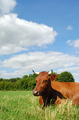 Image showing Cow