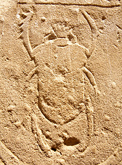 Image showing bas-relief of scarab beetle