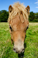 Image showing Horse face