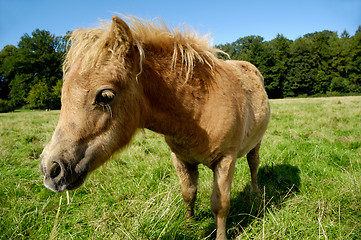 Image showing Foal is eating grass