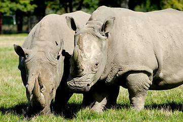 Image showing Rhino