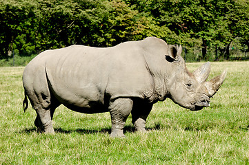 Image showing Rhinoceros