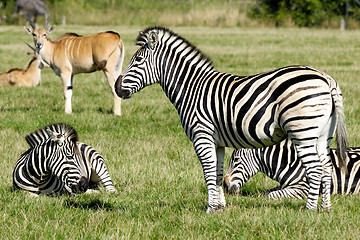 Image showing Group of zebras