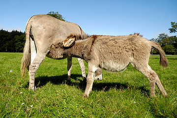 Image showing Donkey drinking milk