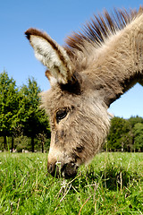 Image showing Donkey eating grass