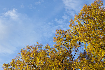 Image showing autumn leaf