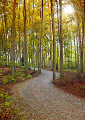 Image showing autumn leaf