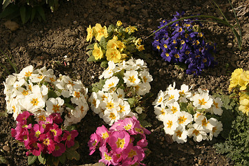 Image showing primulas in a flower bed