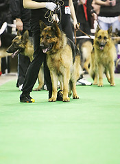 Image showing Dog exhibition