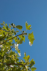 Image showing Fig tree