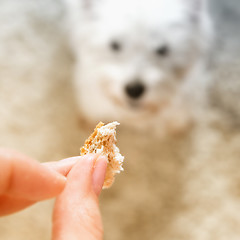 Image showing West highland white terrier