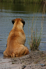 Image showing Relaxing in the Pond