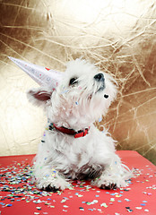 Image showing Dog party