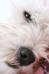 Image showing Westie portrait