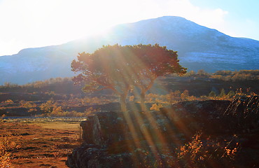 Image showing Tree in the sun