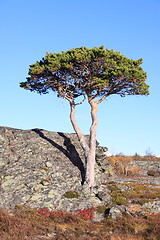 Image showing Tree in Sweden