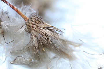 Image showing Blowing in the wind