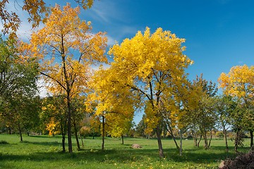 Image showing Autumn