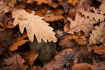 Image showing Leaves