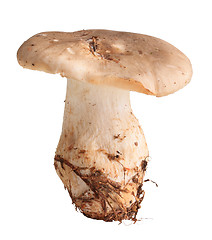 Image showing Single fresh mushroom
