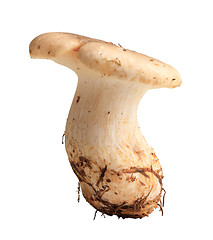 Image showing Single fresh mushroom